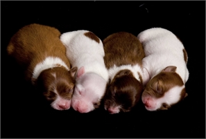  Dreamers Pups